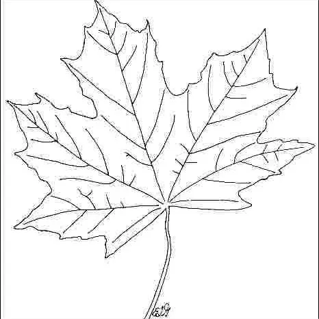 thumbnail for publication: Acer platanoides 'Emerald Queen': 'Emerald Queen' Norway Maple